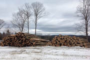 Contract logging, logging, certified, insured, timber harvest, New Hampshire, NH, southern NH, Keene NH, Monadnock region, best practices, woodlot, accountable, satisfaction guaranteed